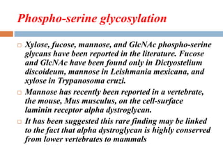 Phospho-serine glycosylation
 Xylose, fucose, mannose, and GlcNAc phospho-serine
glycans have been reported in the literature. Fucose
and GlcNAc have been found only in Dictyostelium
discoideum, mannose in Leishmania mexicana, and
xylose in Trypanosoma cruzi.
 Mannose has recently been reported in a vertebrate,
the mouse, Mus musculus, on the cell-surface
laminin receptor alpha dystroglycan.
 It has been suggested this rare finding may be linked
to the fact that alpha dystroglycan is highly conserved
from lower vertebrates to mammals
 
