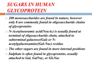 SUGARS IN HUMAN
GLYCOPROTEIN
 200 monosaccharides are found in nature, however
only 8 are commonly found in oligosaccharide chains
of glycoproteins
 N-Acetylneuramic acid(NeuAc) is usually found at
terminal of oligosaccharide chain, attached to
subterminal galactose(Gal) or N-
acetylgalactosamine(Gal-Nac) residue
 The other sugars are found in more internal positions
 Sulphate is often found in glycoproteins, usually
attached to Gal, GalNac, or GlcNac
 