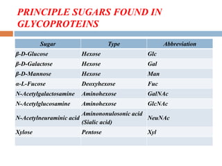 PRINCIPLE SUGARS FOUND IN
GLYCOPROTEINS
Sugar Type Abbreviation
β-D-Glucose Hexose Glc
β-D-Galactose Hexose Gal
β-D-Mannose Hexose Man
α-L-Fucose Deoxyhexose Fuc
N-Acetylgalactosamine Aminohexose GalNAc
N-Acetylglucosamine Aminohexose GlcNAc
N-Acetylneuraminic acid
Aminononulosonic acid
(Sialic acid)
NeuNAc
Xylose Pentose Xyl
 