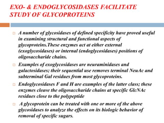 EXO- & ENDOGLYCOSIDASES FACILITATE
STUDY OF GLYCOPROTEINS
 A number of glycosidases of defined specificity have proved useful
in examining structural and functional aspects of
glycoproteins.These enzymes act at either external
(exoglycosidases) or internal (endoglycosidases) positions of
oligosaccharide chains.
 Examples of exoglycosidases are neuraminidases and
galactosidases; their sequential use removes terminal NeuAc and
subterminal Gal residues from most glycoproteins.
 Endoglycosidases F and H are examples of the latter class; these
enzymes cleave the oligosaccharide chains at specific GlcNAc
residues close to the polypeptide
 A glycoprotein can be treated with one or more of the above
glycosidases to analyze the effects on its biologic behavior of
removal of specific sugars.
 