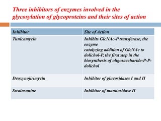 Three inhibitors of enzymes involved in the
glycosylation of glycoproteins and their sites of action
Inhibitor Site of Action
Tunicamycin Inhibits GlcNAc-P transferase, the
enzyme
catalyzing addition of GlcNAc to
dolichol-P, the first step in the
biosynthesis of oligosaccharide-P-P-
dolichol
Deoxynojirimycin Inhibitor of glucosidases I and II
Swainsonine Inhibitor of mannosidase II
 
