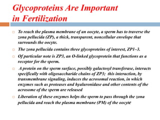 Glycoproteins Are Important
in Fertilization
 To reach the plasma membrane of an oocyte, a sperm has to traverse the
zona pellucida (ZP), a thick, transparent, noncellular envelope that
surrounds the oocyte.
 The zona pellucida contains three glycoproteins of interest, ZP1–3.
 Of particular note is ZP3, an O-linked glycoprotein that functions as a
receptor for the sperm.
 A protein on the sperm surface, possibly galactosyl transferase, interacts
specifically with oligosaccharide chains of ZP3; this interaction, by
transmembrane signaling, induces the acrosomal reaction, in which
enzymes such as proteases and hyaluronidase and other contents of the
acrosome of the sperm are released
 Liberation of these enzymes helps the sperm to pass through the zona
pellucida and reach the plasma membrane (PM) of the oocyte
 