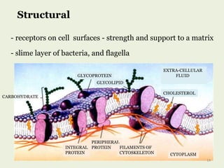 - receptors on cell surfaces - strength and support to a matrix
- slime layer of bacteria, and flagella
Structural
EXTRA-CELLULAR
FLUIDGLYCOPROTEIN
GLYCOLIPID
INTEGRAL
PROTEIN
PERIPHERAL
PROTEIN FILAMENTS OF
CYTOSKELETON CYTOPLASM
CHOLESTEROL
CARBOHYDRATE
14
 