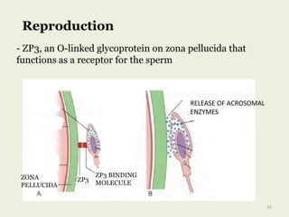 Reproduction
- ZP3, an O-linked glycoprotein on zona pellucida that
functions as a receptor for the sperm
16
ZONA
PELLUCIDA
ZP3
ZP3 BINDING
MOLECULE
RELEASE OF ACROSOMAL
ENZYMES
 