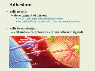 • cells to cells
– development of tissues.
• i.e. N-CAM (nerve cell adhesion molecule)
• on nerve cells and muscle cells… form myoneural junctions
• cells to substratum
– cell surface receptors for certain adhesion ligands
Adhesion:
17
 