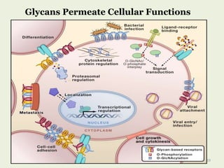 Glycans Permeate Cellular Functions
19
 