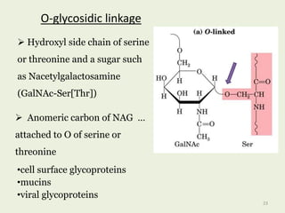 •cell surface glycoproteins
•mucins
•viral glycoproteins
O-glycosidic linkage
 Hydroxyl side chain of serine
or threonine and a sugar such
as Nacetylgalactosamine
(GalNAc-Ser[Thr])
 Anomeric carbon of NAG …
attached to O of serine or
threonine
23
 