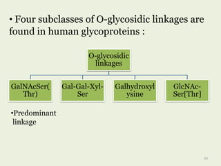 • Four subclasses of O-glycosidic linkages are
found in human glycoproteins :
O-glycosidic
linkages
GalNAcSer(
Thr)
Gal-Gal-Xyl-
Ser
Galhydroxyl
ysine
GlcNAc-
Ser[Thr]
•Predominant
linkage
24
 