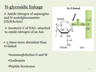 N-glycosidic linkage
 Amide nitrogen of asparagine
and N-acetylglucosamine
(GlcNAcAsn)
 Anomeric C of NAG -attached
to amide nitrogen of an Asn
 5 times more abundant than
O-linked
•Immunoglobulins G and M
•Ovalbumin
•Peptide hormones
25
 