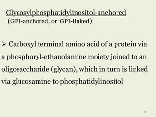  Carboxyl terminal amino acid of a protein via
a phosphoryl-ethanolamine moiety joined to an
oligosaccharide (glycan), which in turn is linked
via glucosamine to phosphatidylinositol
Glycosylphosphatidylinositol-anchored
(GPI-anchored, or GPI-linked)
30
 