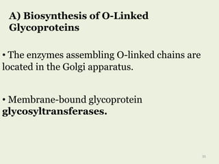 A) Biosynthesis of O-Linked
Glycoproteins
• Membrane-bound glycoprotein
glycosyltransferases.
• The enzymes assembling O-linked chains are
located in the Golgi apparatus.
35
 