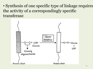 • Synthesis of one specific type of linkage requires
the activity of a correspondingly specific
transferase.
36
 
