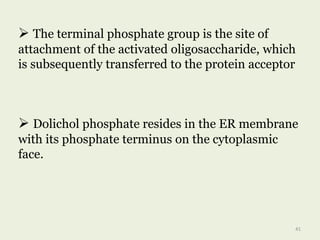  The terminal phosphate group is the site of
attachment of the activated oligosaccharide, which
is subsequently transferred to the protein acceptor
41
 Dolichol phosphate resides in the ER membrane
with its phosphate terminus on the cytoplasmic
face.
 