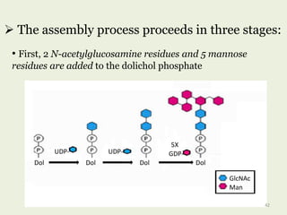  The assembly process proceeds in three stages:
• First, 2 N-acetylglucosamine residues and 5 mannose
residues are added to the dolichol phosphate
Dol Dol DolDol
UDP- UDP- GDP-
5X
GlcNAc
Man
42
 