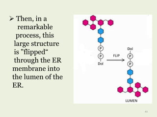  Then, in a
remarkable
process, this
large structure
is "flipped“
through the ER
membrane into
the lumen of the
ER.
FLIP
LUMEN
43
 