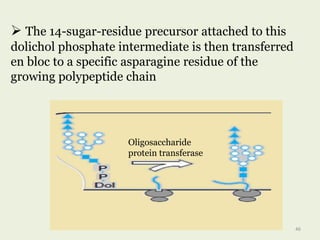  The 14-sugar-residue precursor attached to this
dolichol phosphate intermediate is then transferred
en bloc to a specific asparagine residue of the
growing polypeptide chain
Oligosaccharide
protein transferase
46
 
