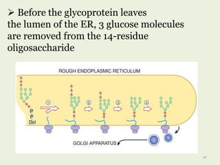  Before the glycoprotein leaves
the lumen of the ER, 3 glucose molecules
are removed from the 14-residue
oligosaccharide
47
 