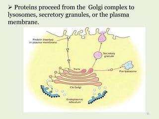  Proteins proceed from the Golgi complex to
lysosomes, secretory granules, or the plasma
membrane.
51
 
