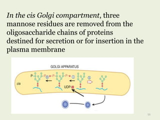 In the cis Golgi compartment, three
mannose residues are removed from the
oligosaccharide chains of proteins
destined for secretion or for insertion in the
plasma membrane
53
 