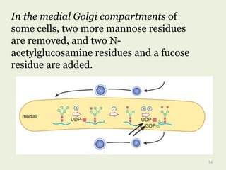 In the medial Golgi compartments of
some cells, two more mannose residues
are removed, and two N-
acetylglucosamine residues and a fucose
residue are added.
54
 