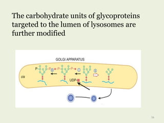 The carbohydrate units of glycoproteins
targeted to the lumen of lysosomes are
further modified
56
 