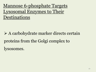 Mannose 6-phosphate Targets
Lysosomal Enzymes to Their
Destinations
 A carbohydrate marker directs certain
proteins from the Golgi complex to
lysosomes.
59
 
