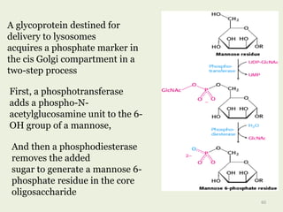 And then a phosphodiesterase
removes the added
sugar to generate a mannose 6-
phosphate residue in the core
oligosaccharide
A glycoprotein destined for
delivery to lysosomes
acquires a phosphate marker in
the cis Golgi compartment in a
two-step process
First, a phosphotransferase
adds a phospho-N-
acetylglucosamine unit to the 6-
OH group of a mannose,
60
 