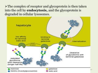 67
The complex of receptor and glycoprotein is then taken
into the cell by endocytosis, and the glycoprotein is
degraded in cellular lysosomes.
 