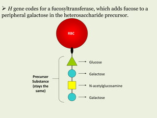 Glucose
Galactose
N-acetylglucosamine
Galactose
Precursor
Substance
(stays the
same)
RBC
 H gene codes for a fucosyltransferase, which adds fucose to a
peripheral galactose in the heterosaccharide precursor.
 
