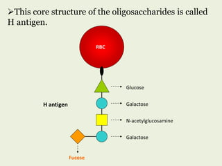 Glucose
Galactose
N-acetylglucosamine
Galactose
H antigen
RBC
Fucose
This core structure of the oligosaccharides is called
H antigen.
 