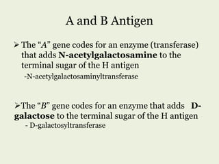 A and B Antigen
 The “A” gene codes for an enzyme (transferase)
that adds N-acetylgalactosamine to the
terminal sugar of the H antigen
-N-acetylgalactosaminyltransferase
The “B” gene codes for an enzyme that adds D-
galactose to the terminal sugar of the H antigen
- D-galactosyltransferase
 