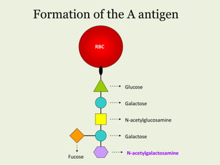 Formation of the A antigen
Glucose
Galactose
N-acetylglucosamine
Galactose
RBC
Fucose
N-acetylgalactosamine
 