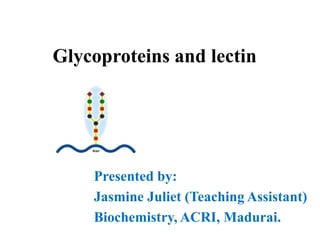 Glycoproteins and lectin
Presented by:
Jasmine Juliet (Teaching Assistant)
Biochemistry, ACRI, Madurai.
 