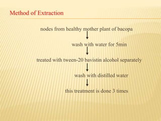 Method of Extraction
nodes from healthy mother plant of bacopa
wash with water for 5min
treated with tween-20 bavistin alcohol separately
wash with distilled water
this treatment is done 3 times
 