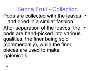 Senna Fruit - Constituents
•Active constituents are found in
the pericarp.
•Similar to those actives of the
leaves
–Sennos...
