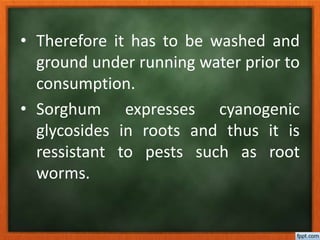 • Therefore it has to be washed and
ground under running water prior to
consumption.
• Sorghum expresses cyanogenic
glycosides in roots and thus it is
ressistant to pests such as root
worms.
 