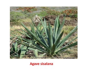 Agave sisalana
 