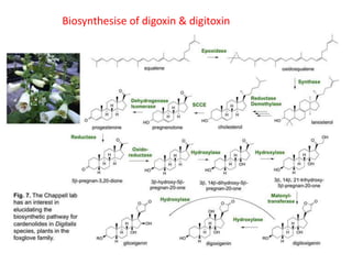 Biosynthesise of digoxin & digitoxin
 