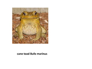 cane toad Bufo marinus
 