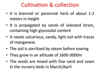 Cultivation & collection
• It is biennial or perennial herb of about 1-2
meters in height
• It is propagated by seeds of selected strain,
containing high glycosidal content
• It needs calcarious, sandy, light soil with traces
of manganese
• The soil is sterilised by steam before sowing
• They grow in an altitude of 1600-3000m
• The seeds are mixed with fine sand and sown
in the nursery beds in March/April
 