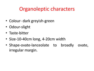 Organoleptic characters
• Colour- dark greyish-green
• Odour-slight
• Taste-bitter
• Size-10-40cm long, 4-20cm width
• Shape-ovate-lanceolate to broadly ovate,
irregular margin.
 