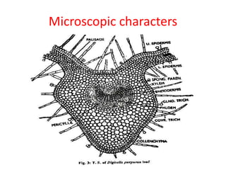 Microscopic characters
 