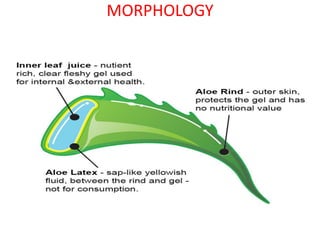MORPHOLOGY
 