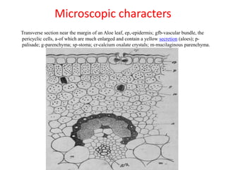Microscopic characters
Transverse section near the margin of an Aloe leaf, ep,-epidermis; gfb-vascular bundle, the
pericyclic cells, a-of which are much enlarged and contain a yellow secretion (aloes); p-
palisade; g-parenchyma; sp-stoma; cr-calcium oxalate crystals; m-mucilaginous parenchyma.
 