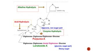 Digitoxose- Digitoxose-Digitoxose- Glucose
Purpurea A
Digitoxose- Digitoxose- Acetyl Digitoxose- Glucose
Lanatoside A (gly...