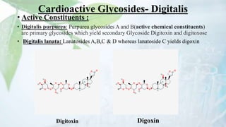 Cardioactive Glycosides- Digitalis
• Active Constituents :
• Digitalis purpurea: Purpurea glycosides A and B(active chemical constituents)
are primary glycosides which yield secondary Glycoside Digitoxin and digitoxose
• Digitalis lanata: Lanatosides A,B,C & D whereas lanatoside C yields digoxin
Digitoxin Digoxin
 