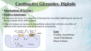 Cardioactive Glycosides- Digitalis
• Mechanism of Action :
1.Positive Ionotropic:
It increases the force of contraction of the heart by reversibly inhibiting the activity of
the myocardial Na-K ATPase pump
 Digoxin induces an increase in intracellular sodium that will drive an influx of
calcium in the heart and cause an increase in contractility.
Uses
Cardiac Arrythmias
Atrial Fibrillation
Heart Failure
 