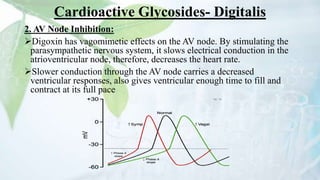 Cardioactive Glycosides- Digitalis
2. AV Node Inhibition:
Digoxin has vagomimetic effects on the AV node. By stimulating the
parasympathetic nervous system, it slows electrical conduction in the
atrioventricular node, therefore, decreases the heart rate.
Slower conduction through the AV node carries a decreased
ventricular responses, also gives ventricular enough time to fill and
contract at its full pace
 