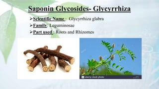 Saponin Glycosides- Glycyrrhiza
Scientific Name : Glycyrrhiza glabra
Family: Leguminosae
Part used : Roots and Rhizomes
 