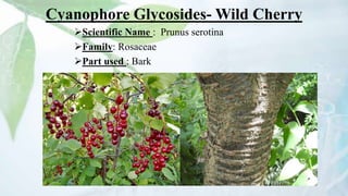 Cyanophore Glycosides- Wild Cherry
Scientific Name : Prunus serotina
Family: Rosaceae
Part used : Bark
 